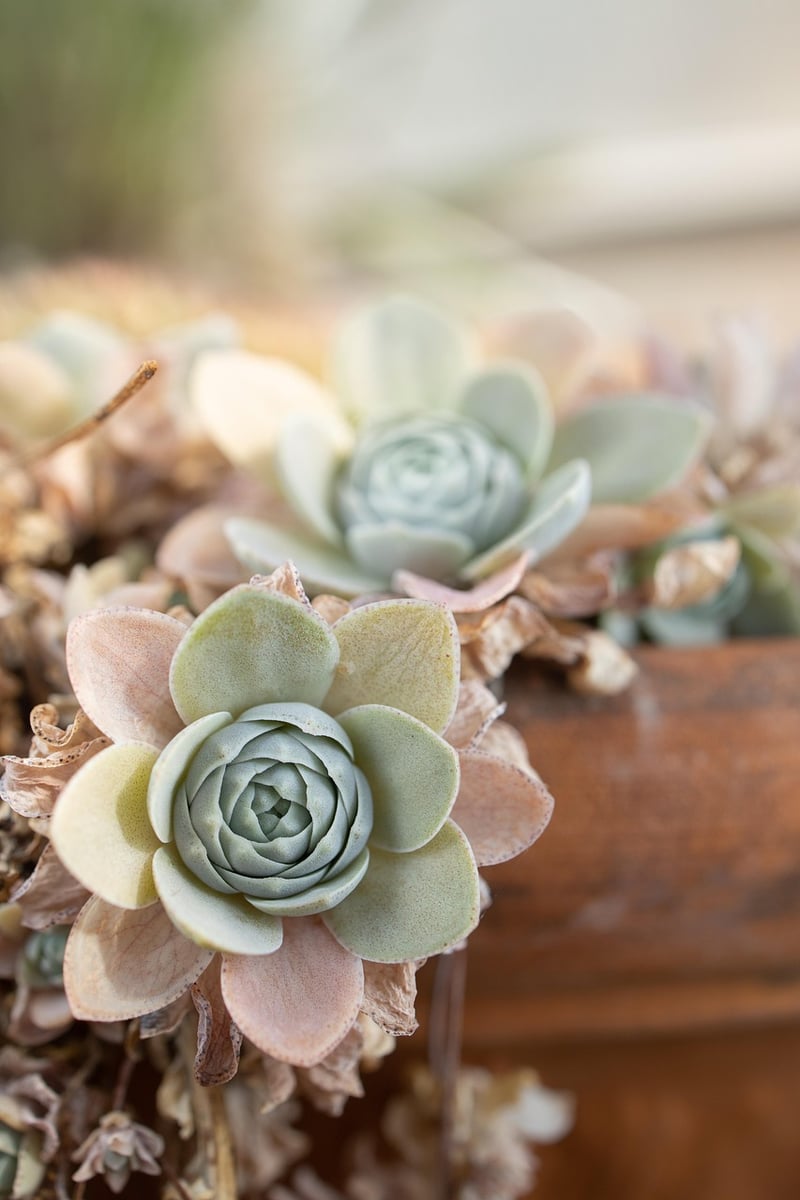 Enchanted Botanicals