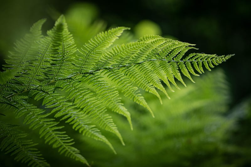 Celestial Fern