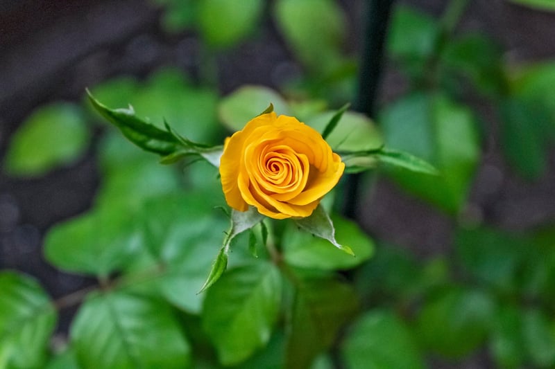 Enchanted Flowers