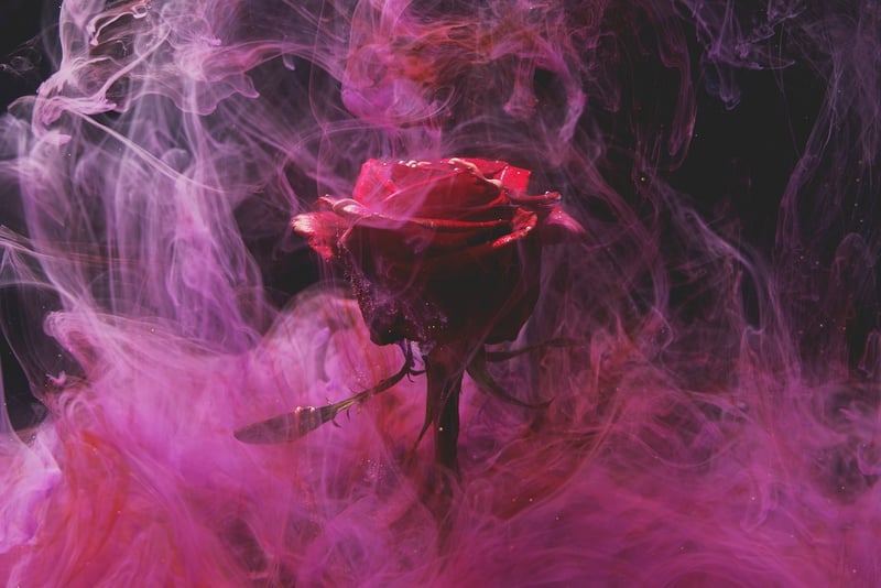 Starlight Rose