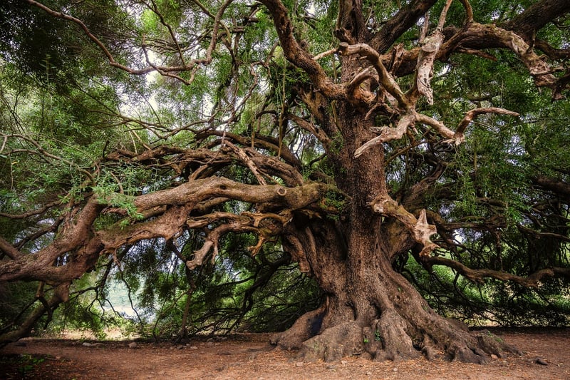 Enchanted Forest